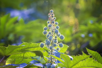 Spikie Fruit
