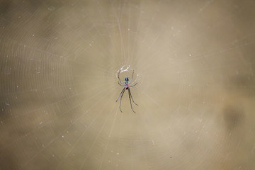 Micro Spider