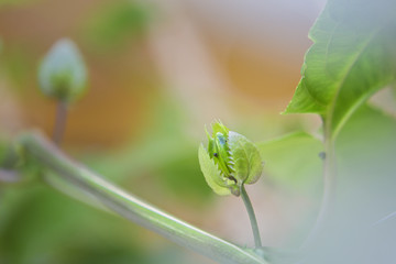 Baby flower