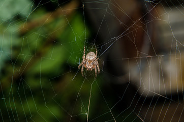 The big spider sits on its web macro
