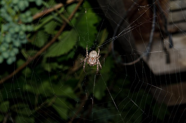 The big spider sits on its web macro close up