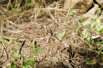 A large spider with long legs sits on its web