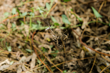 A large spider with long legs caught a grasshopper