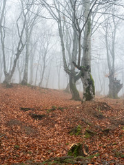 Fototapeta premium Fall woods, mystical autumn forest