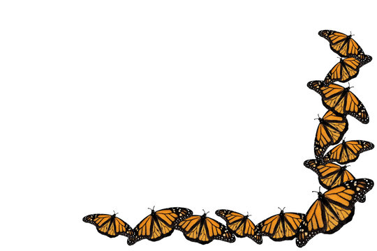 Monarch Butterflies Watercolor Style Border