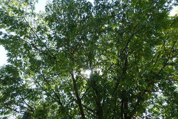 Baum im Sommer
