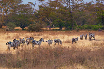 Fototapeta na wymiar A herd of zebras in Serengeti national park,Tanzania ,during making a game drive safari.
