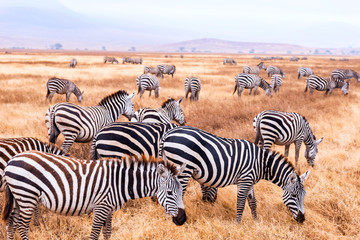 A herd of zebra in Serengeti national park,Tanzania