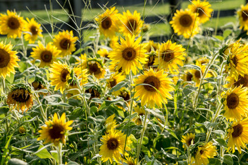 Fototapeta premium The beautiful field of sunflowers 