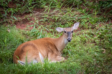 A White-tailed doe (Odocoileus virginianus) resting by a creek bank.