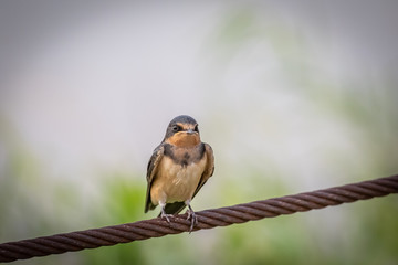 Cliff Swallow (Petrochelidon pyrrhonota) perched on a wire