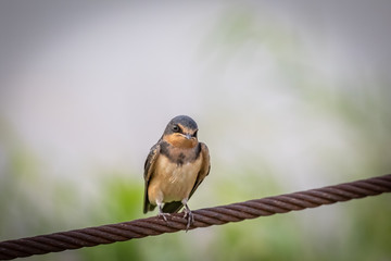 Cliff Swallow (Petrochelidon pyrrhonota) perched on a wire