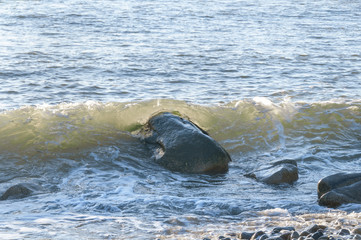 Fototapeta premium Wave made translucent by late afternoon sun