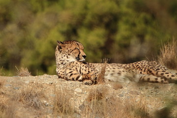 Relaxing Cheetah