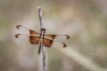 Female Widow Skimmer (Libellula luctuosa) perched on a twig