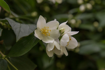 White flower on a background of green leaves in the shade