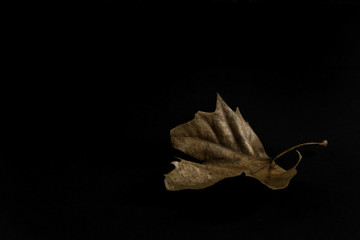 Old Leafe on a black background