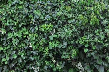 Leaves green background