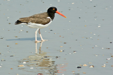 American Oystercatcher 2