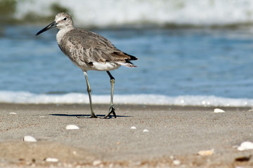 Willet 1