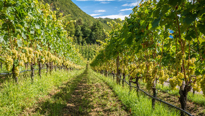 Naklejka premium Grapes (Mueller Thurgau) at the vine, South tyrol, Italy. Guyot Vine Training System