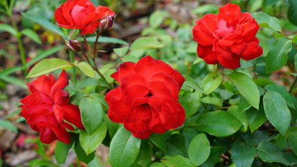 Fototapeta na wymiar Красные розы