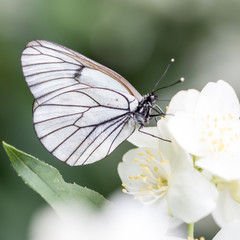 Butterfly on flowers