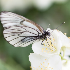 Butterfly on flowers