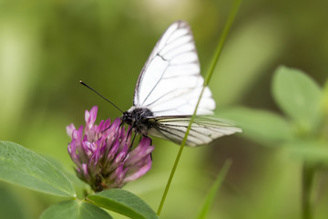 Butterfly on flowers