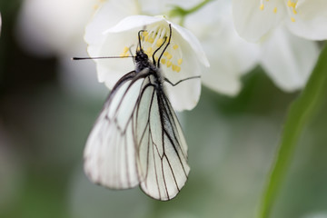 Butterfly on flowers
