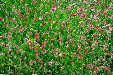 Colorful red and white flowers of Sanguisorba officinalis.