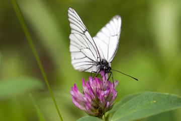 Butterfly on flowers