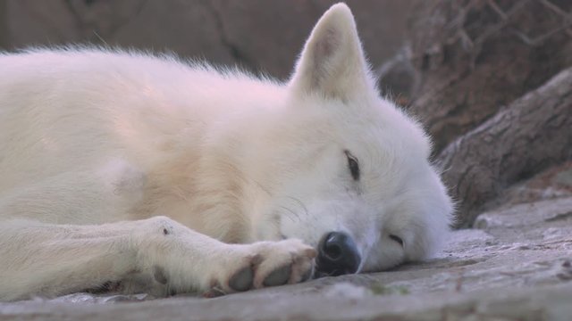 White wolf is resting on ground