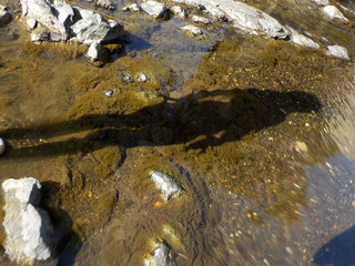 water, river, shadow