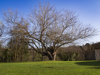 nelle campagne di Montaione un bellissimo esemplare secolare di platano si staglia nel cielo azzurro delle campagne fiorentine in toscana