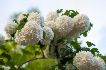 Chinese snowball viburnum flower heads are snowy. Snowball tree (Viburnum opulus) blooming in the garden.