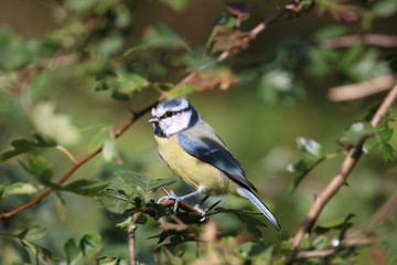 Fototapeta premium Stunning Bluetit male