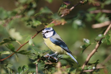 Stunning Bluetit male