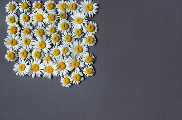 a quarter of the background in daisies. gray background. place for words
