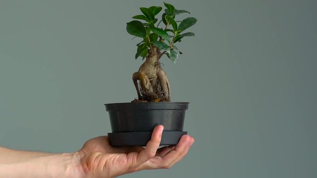 Pot with bonsai in a man's hand. Close-up