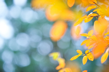 Branch with colorful autumn leaves against defocused background.