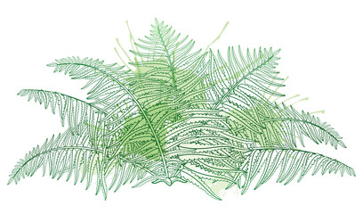 Vector drawing of outline fossil forest plant Fern with fronds in pastel green colored isolated on white background. Contour Fern bush with ornate leaf for summer design.