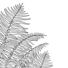 Vector corner composition of outline fossil forest plant Fern with fronds in black isolated on white background. Drawing of contour Fern with ornate leaf for summer design or floral coloring book.