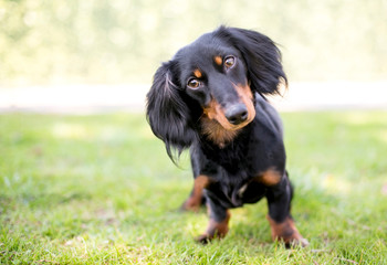 A black and tan Dachshund dog listening with a head tilt