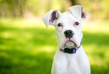 A white Great Dane puppy with large floppy ears