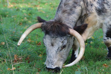 Longhorn cow