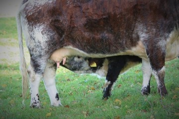 Longhorn calf feeding