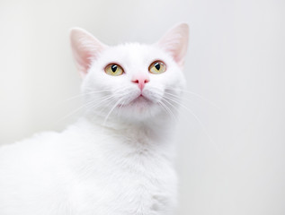 A white domestic shorthair cat with yellow eyes