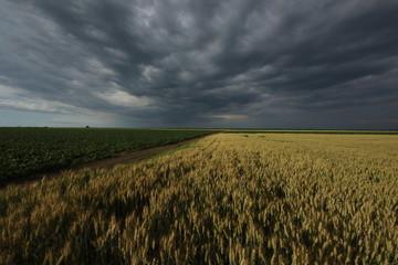 fields of wheat and soybeans in the plain