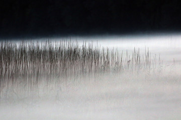 reed and fog 